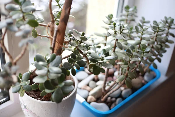 Plante Intérieur Maison Dans Pot Sur Rebord Fenêtre — Photo
