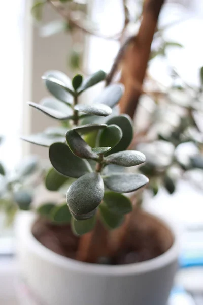 Plante Intérieur Maison Dans Pot Sur Rebord Fenêtre — Photo