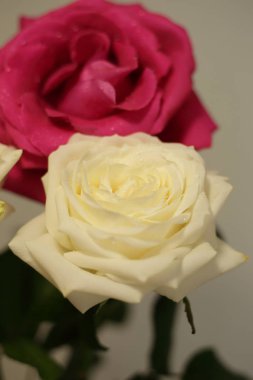 fragrant roses, white, red, in a bouquet and separately