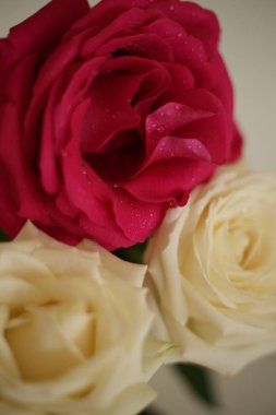 fragrant roses, white, red, in a bouquet and separately