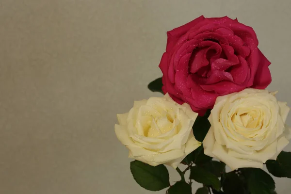 fragrant roses, white, red, in a bouquet and separately