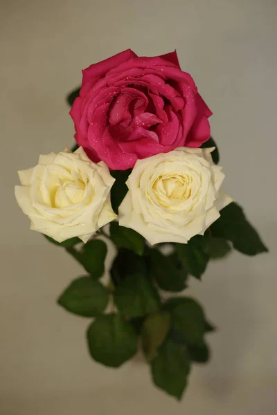 Roses Parfumées Blanches Rouges Bouquet Séparément — Photo