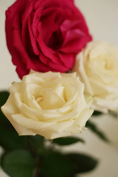 Voňavé Růže Bílé Červené Kytici Samostatně — Stock fotografie