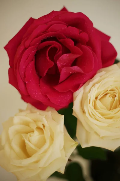 Fragrant Roses White Red Bouquet Separately — 스톡 사진