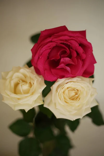 Fragrant Roses White Red Bouquet Separately — 스톡 사진