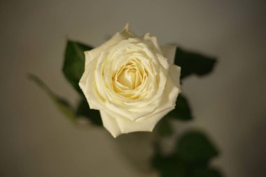 fragrant roses, white, red, in a bouquet and separately