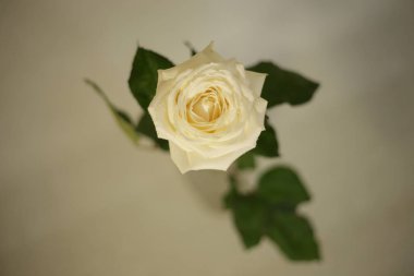fragrant roses, white, red, in a bouquet and separately