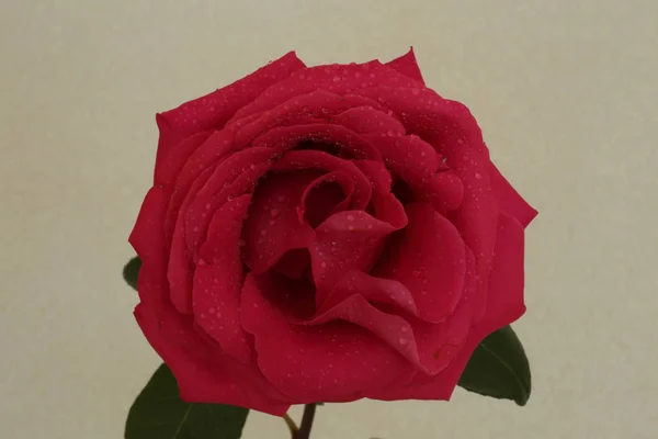 Duftende Rosen Weiß Rot Einem Strauß Und Einzeln — Stockfoto