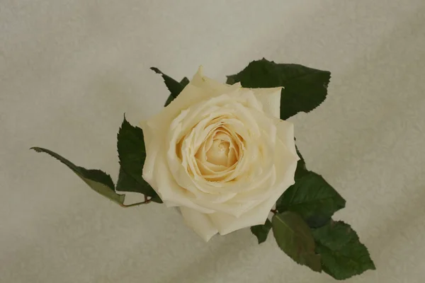 Duftende Rosen Weiß Rot Einem Strauß Und Einzeln — Stockfoto