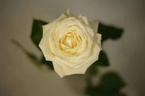 Ароматные Розы Белые Красные Букете Отдельно — стоковое фото