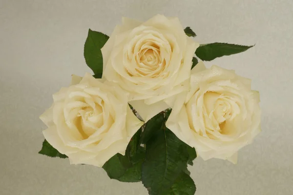 Rosas Fragantes Blancas Rojas Ramo Por Separado —  Fotos de Stock