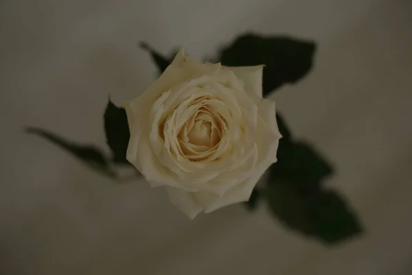 fragrant roses, white, red, in a bouquet and separately