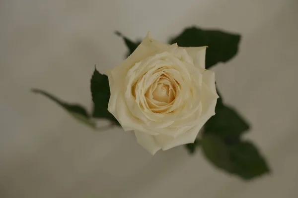 Rosas Fragantes Blancas Rojas Ramo Por Separado — Foto de Stock