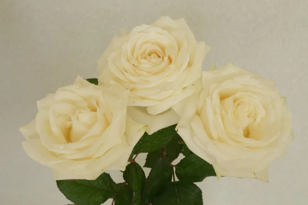 Fragrant Roses White Red Bouquet Separately — Stock Photo, Image