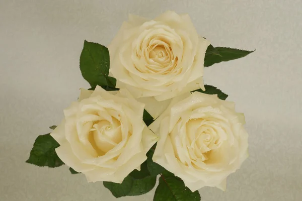 Pachnące Róże Białe Czerwone Bukiecie Oddzielnie — Zdjęcie stockowe