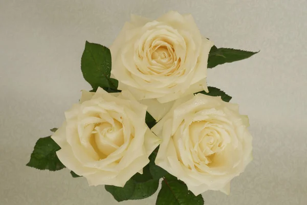 Fragrant Roses White Red Bouquet Separately — 图库照片