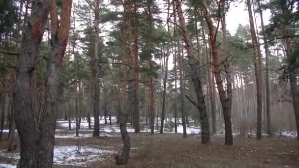 Bir Kış Günü Çam Ormanı — Stok video