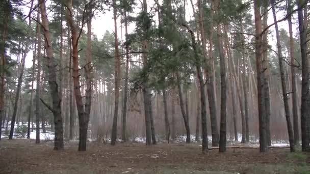 Bosque Pinos Día Invierno — Vídeos de Stock