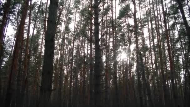 Floresta Pinheiro Dia Inverno — Vídeo de Stock