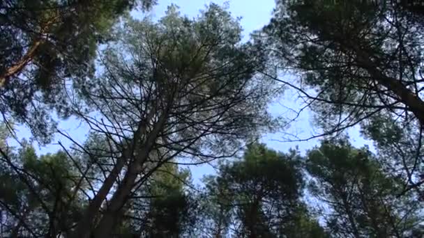 ciel dans une forêt de pins avec cimes d'arbres 
