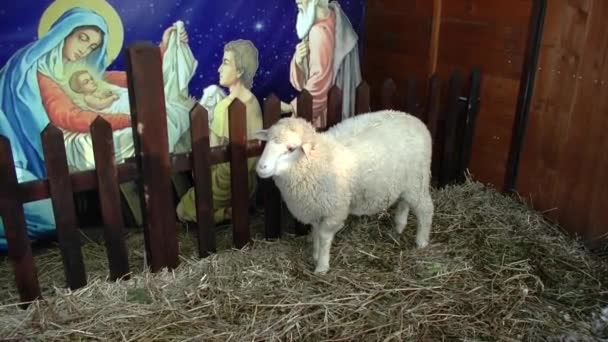 Belgorod Regione Belgorod Russia Febbraio 2020 Pecora Come Animale Biblico — Video Stock