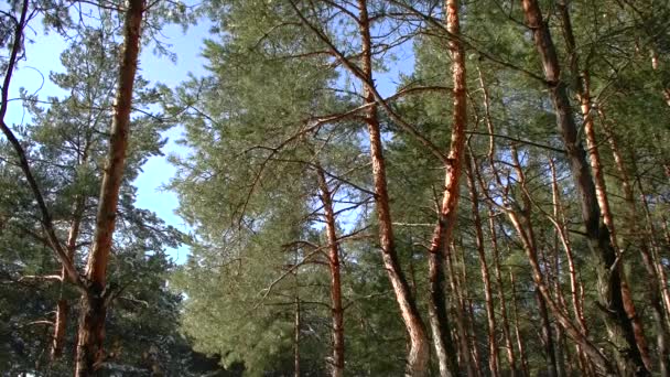 冬の日に松林 — ストック動画
