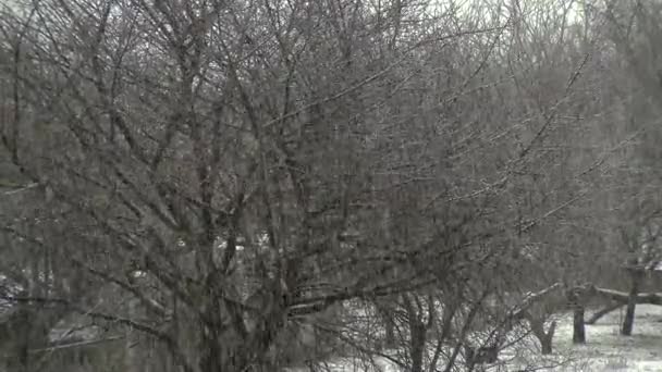 冬の終わりに豪雪が — ストック動画