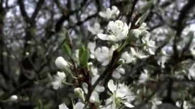 Kiraz çiçekleri eserken rüzgar esiyor.