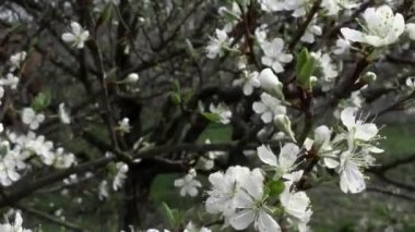 Kiraz çiçekleri eserken rüzgar esiyor.