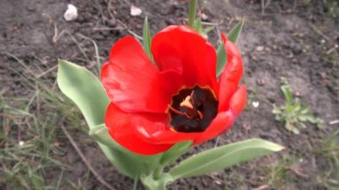 Kırmızı lale rüzgarda sallanıyor.