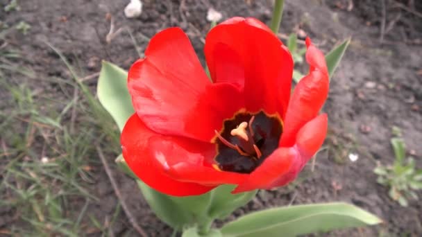 Red Tulip Swaying Wind — Stock Video