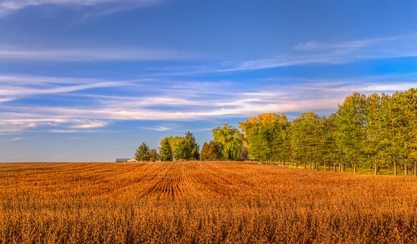 Skördade vetefält i Indian Summer — Stockfoto