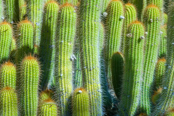 Green Cactus With Repeating Pattern — Stock Photo, Image