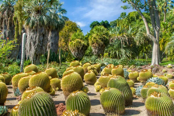 Grouping of Barrel Cactus in Tropical Garden — Stock Photo, Image