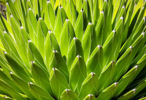 Green Succulent Stems With Repeating Pattern — Stock Photo, Image