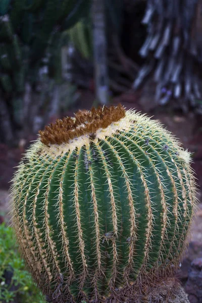 Barrel Cactus in Vertical — Stock Photo, Image