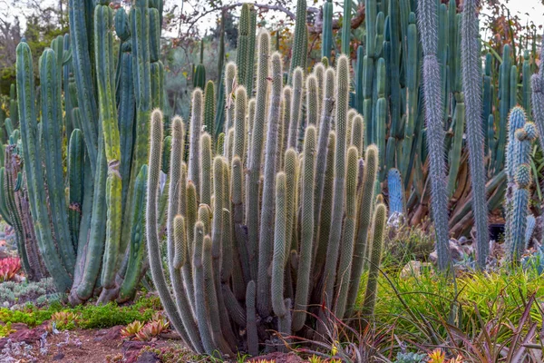 Stand of Tall Desert Cactus — Stock Photo, Image