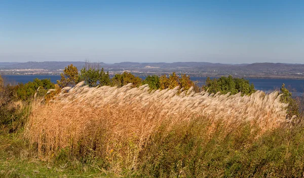 Fjäder Reed gräs i höst — Stockfoto