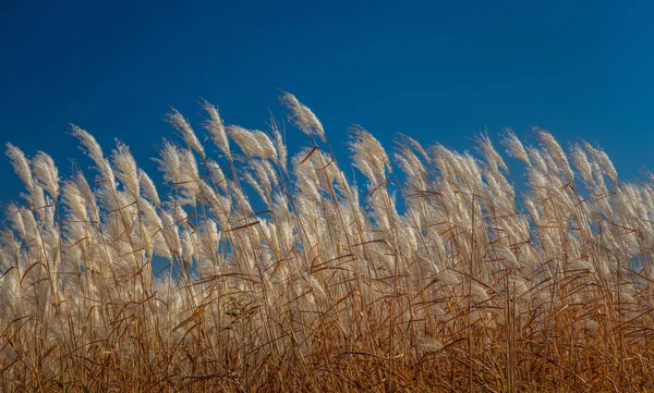 Péřová tráva Reed na podzim — Stock fotografie