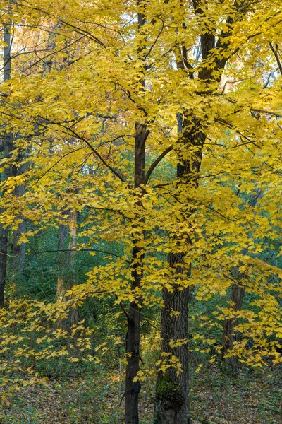 秋の森道 — ストック写真