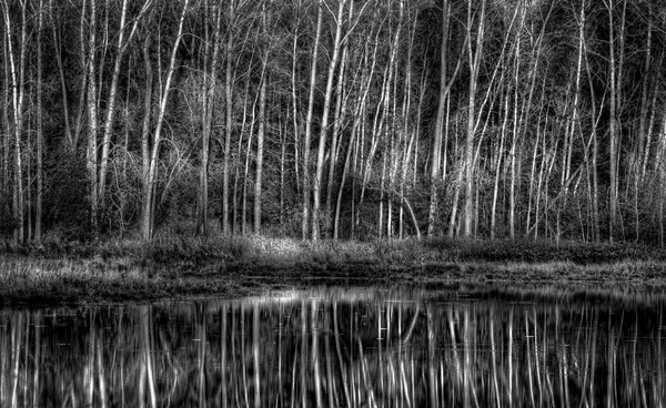 Stand of Aspen Next to Pond in Black and White — Stock Photo, Image