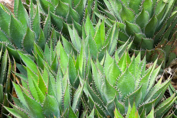 Agavacae sukkulente Pflanze im Frühlingsgarten — Stockfoto