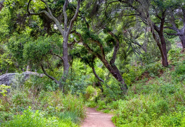 Caminho arborizado na primavera com dossel de carvalho vivo — Fotografia de Stock
