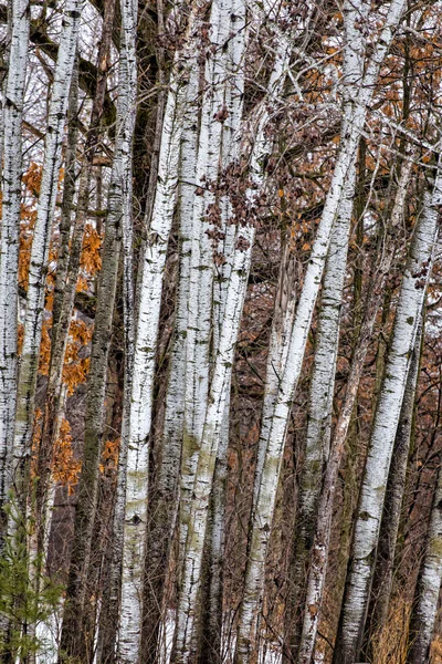 Agrupación de árboles de abedul — Foto de Stock
