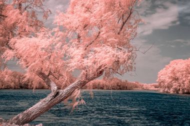 Renk kızılötesi Mississippi Nehri'nin bakan kıyısında willow
