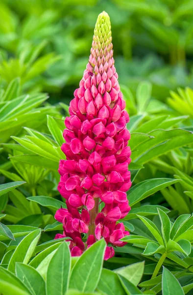 Solteiro cereja Lupine flor vertical — Fotografia de Stock