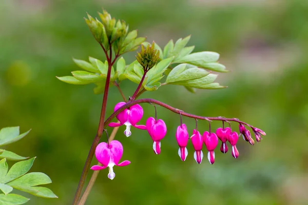 庭で心臓の花を咲かせ — ストック写真