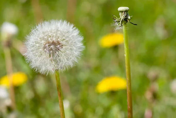 Tek karahindiba Blowball makro yakın çekim — Stok fotoğraf