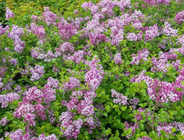 Floração Lilac Hedge — Fotografia de Stock