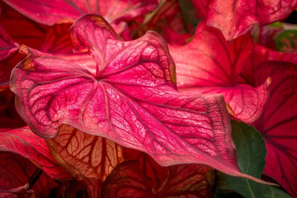 Kırmızı Caladium yaprak yakın çekim — Stok fotoğraf